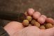 Кобра Korda Eazi Stik 20 мм, boilies