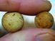 Кобра Korda Eazi Stik 20 мм, boilies
