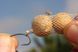 KORDA PVA Тунель на шпулi/Boilie Funnel MICROMESH-5m